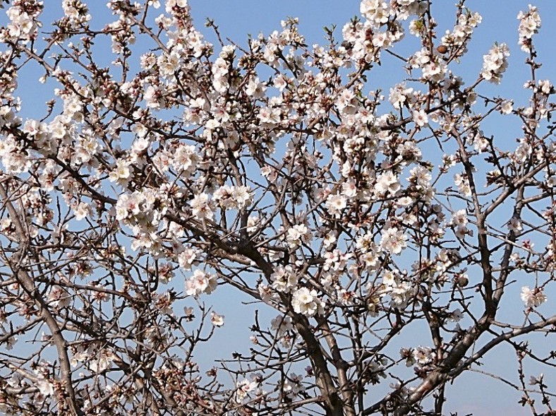 Paesaggio del Gargano